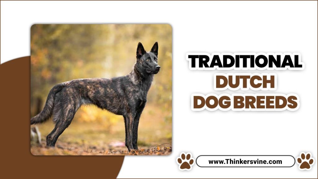 Traditional Dutch Dog Breeds Traditional Dutch Dog Breeds
