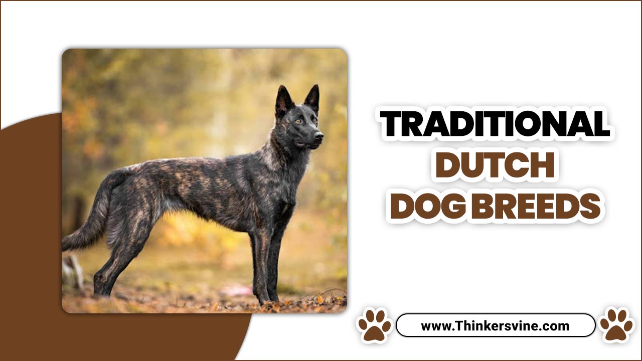 Traditional Dutch Dog Breeds