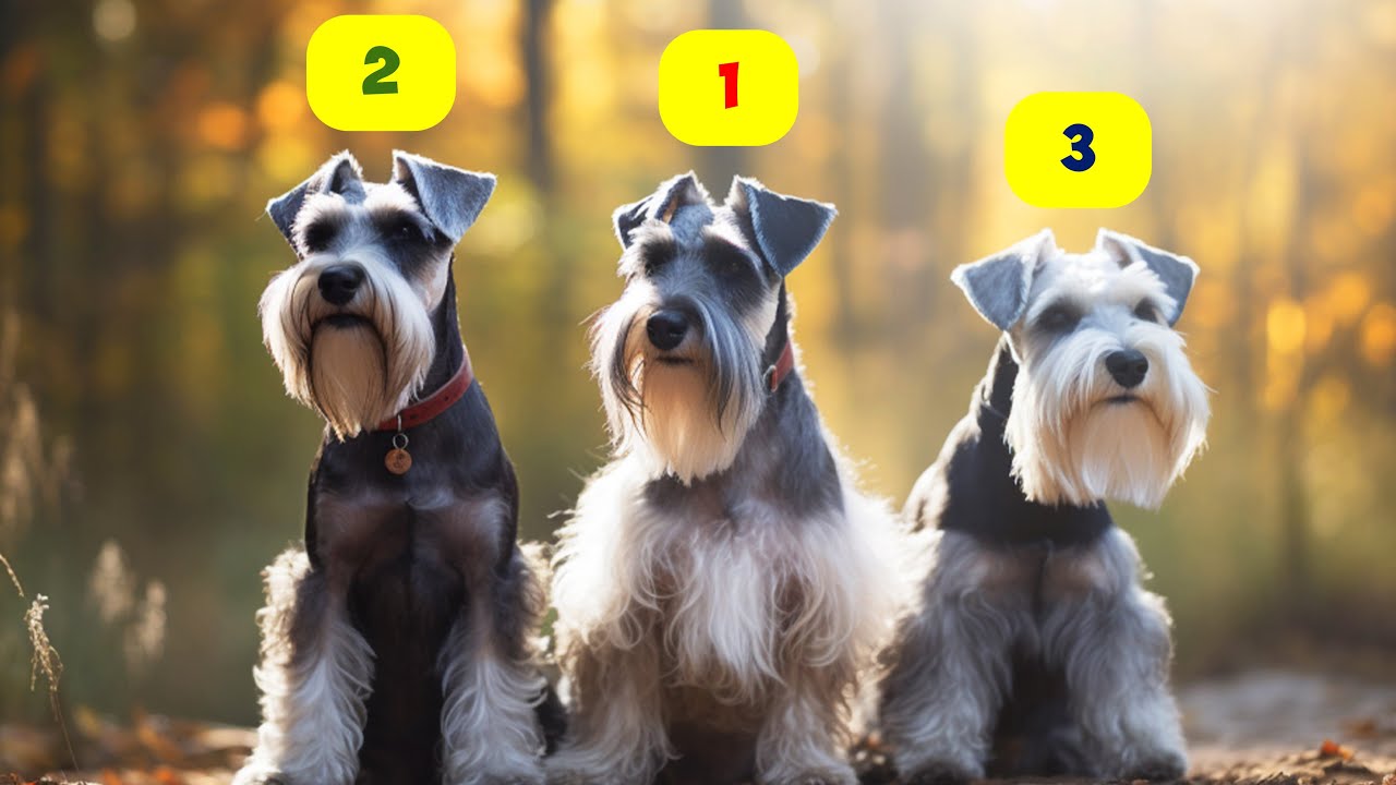 Types Of Loneacre-Miniature Schnauzers