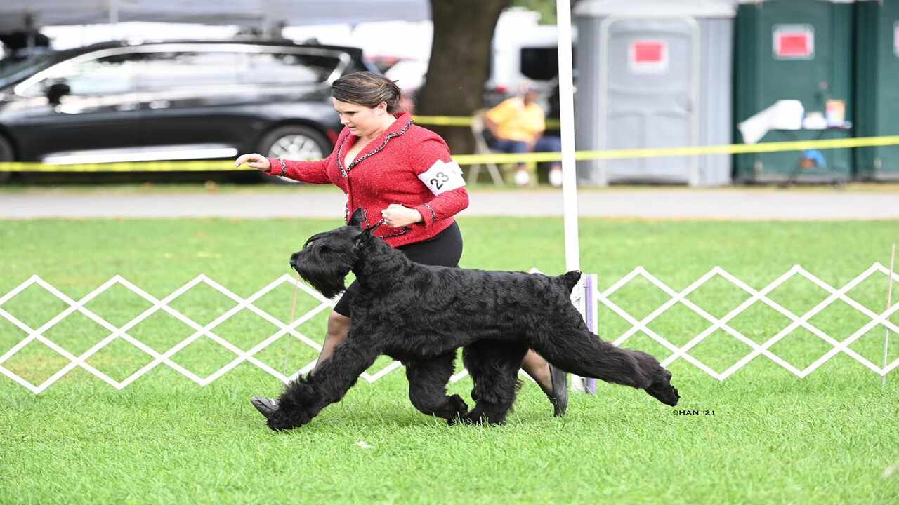 Types Of T9 Kennels-Giant Schnauzers