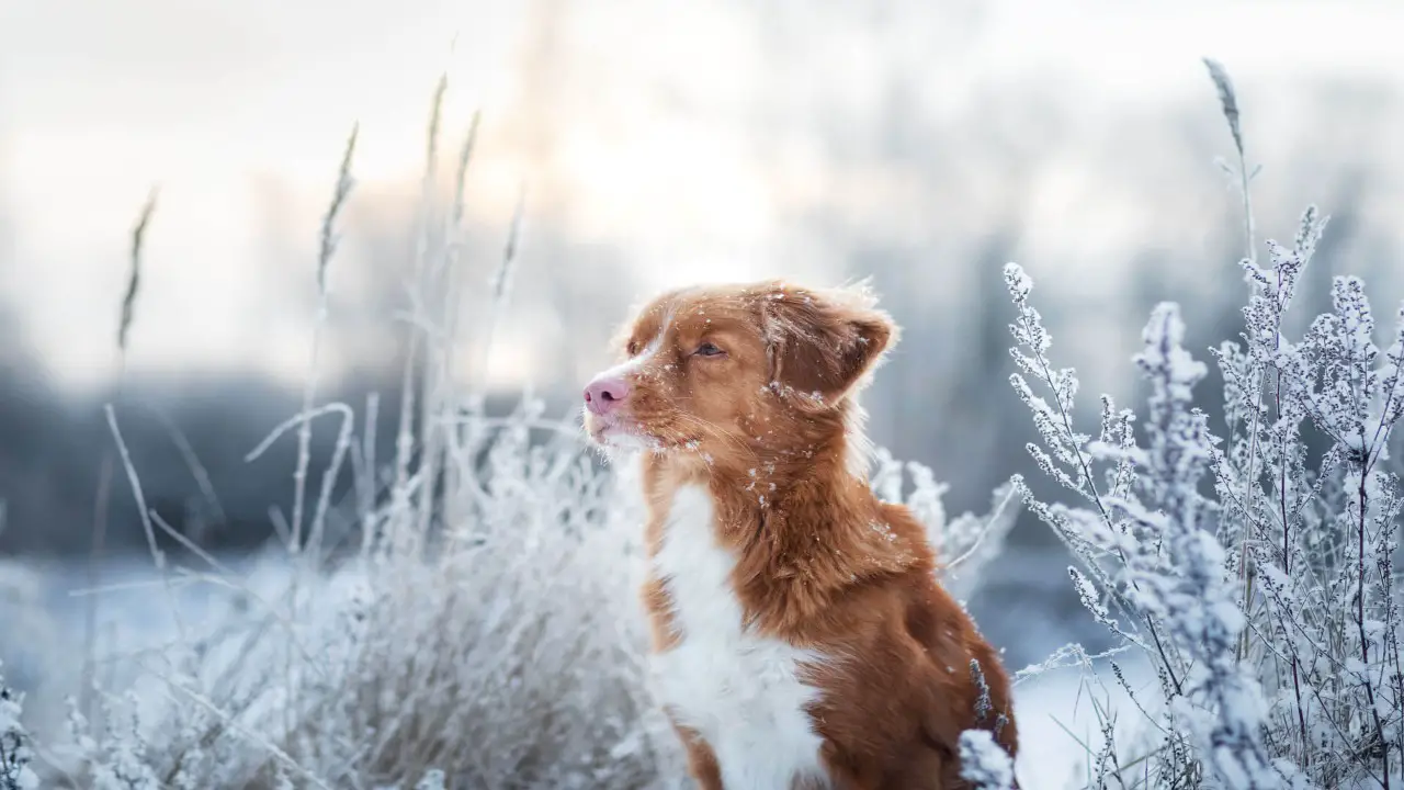 Understanding The Risks Of Cold Weather For Dogs