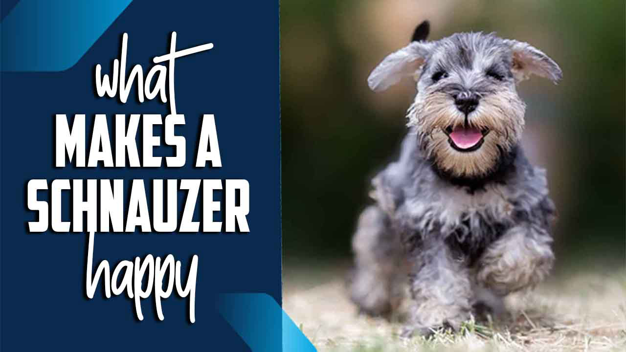 What Makes A Schnauzer Happy