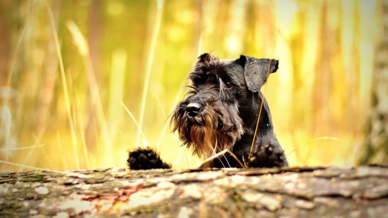 Where To Find A Reputable Breeder Or Rescue Organization For Brown-Mini Schnauzers