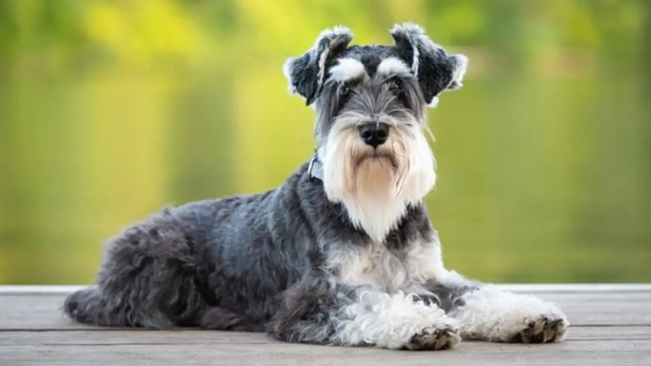 Why Do Schnauzers Pick A Favorite Person