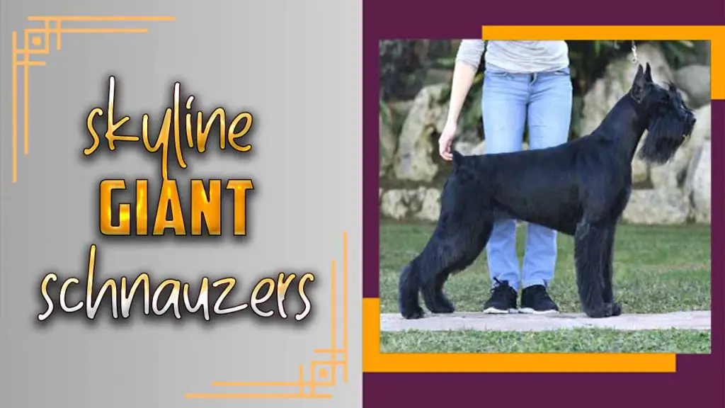 Skyline Giant Schnauzers Elevate Expectations