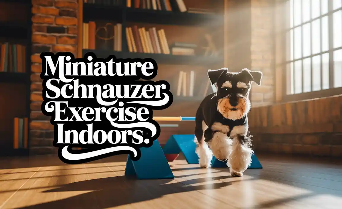 Miniature Schnauzer Exercise Indoors