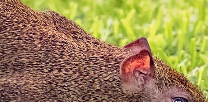 agouti husky names options