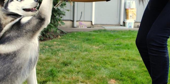 are huskies good family dogs