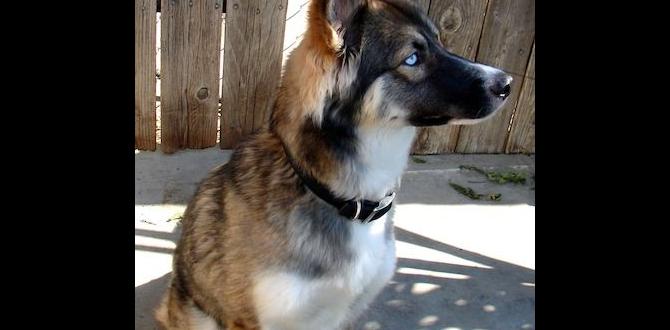 canicross with husky canicross with husky