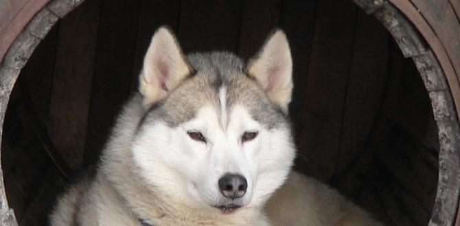 cooling dog house for husky cooling dog house for husky