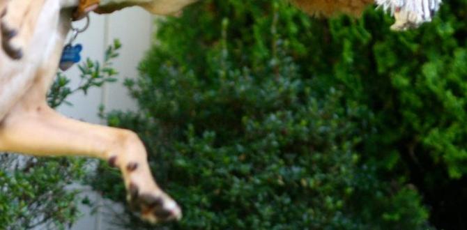 flirt pole for husky exercise