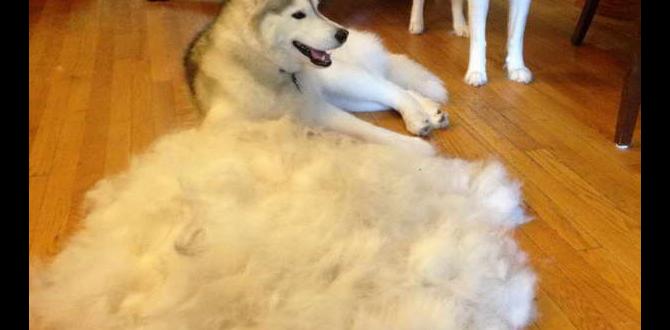 furminator for husky review furminator for husky review