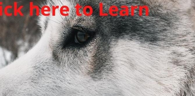 gerberian shepsky facts