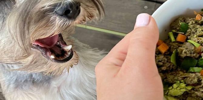 grain free diet for schnauzers