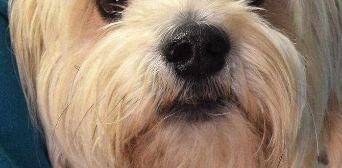 husbandry training for huskies