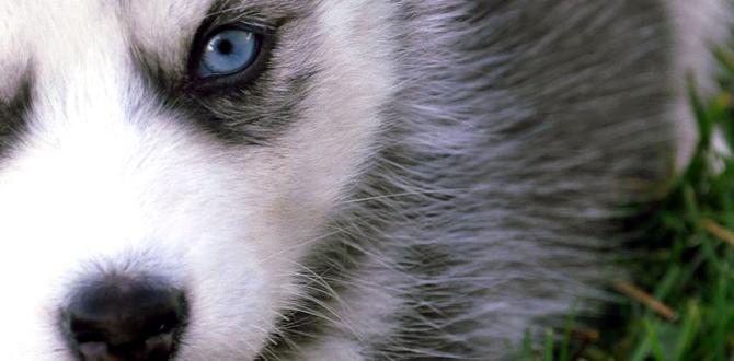 husky ACL surgery cost