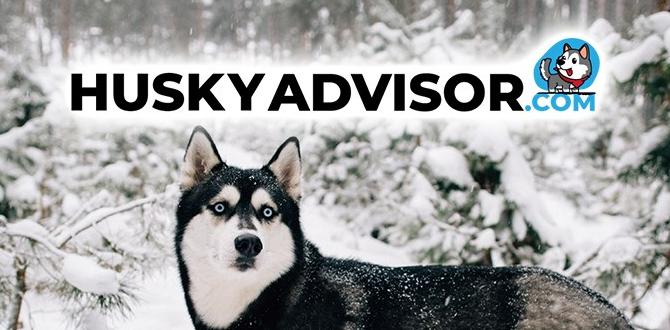 husky exercise in rain