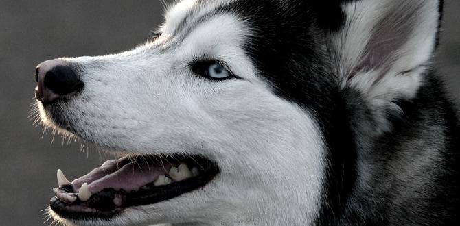 husky laser therapy cost husky laser therapy cost