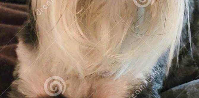 miniature schnauzer beard staining fix