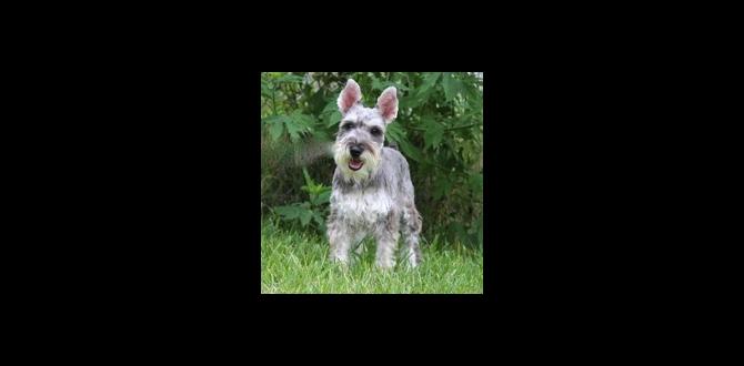 miniature schnauzer rescue near me