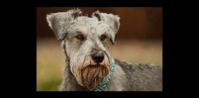 miniature schnauzer temperament miniature schnauzer temperament
