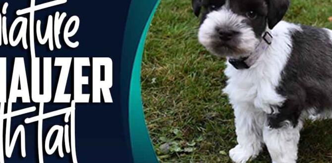 miniature schnauzer undocked tail care