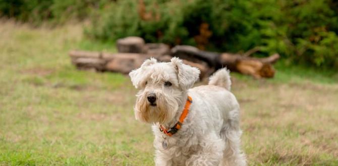 miniature schnauzer white controversy miniature schnauzer white controversy