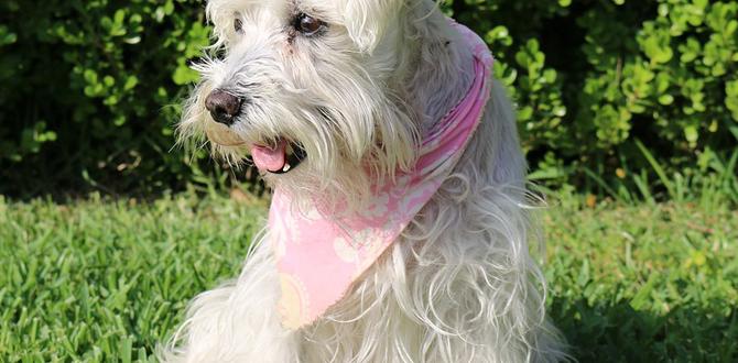 schnauzer dental chews safe