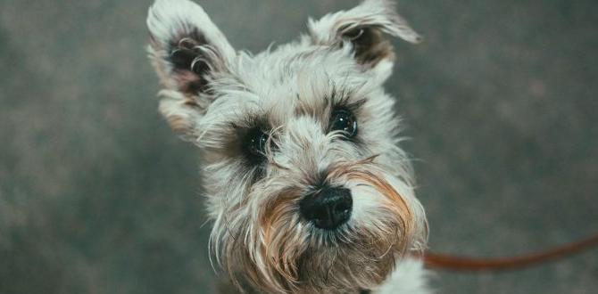 schnauzer ear protection dryer schnauzer ear protection dryer