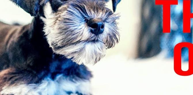 schnauzer head halter training