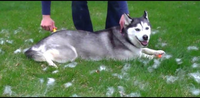 siberian husky care guide