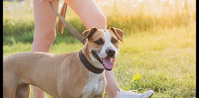 affordable dog immune boost checklist