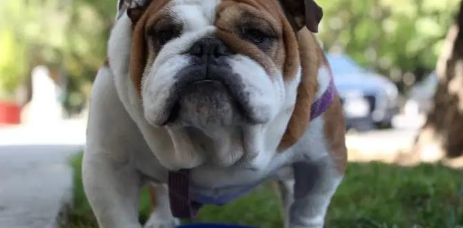 balanced cheap dog food for bulldog chart