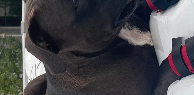 buying guide for dog shoes for water sports dog owners buying guide for dog shoes for water sports dog owners