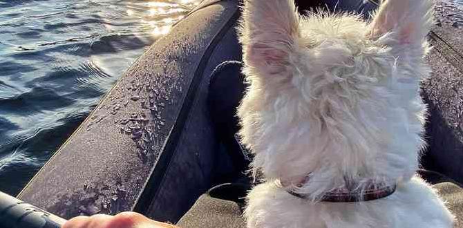 buying guide for tips for first time kayaking with dog dog owners