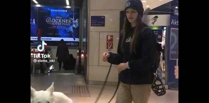 cane corso alpha behavior cane corso myths