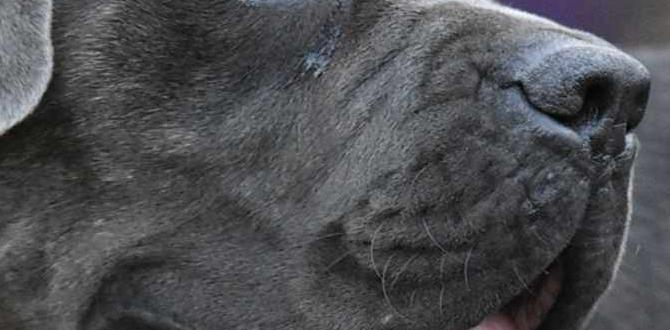 cane corso banned countries farm dog bathing