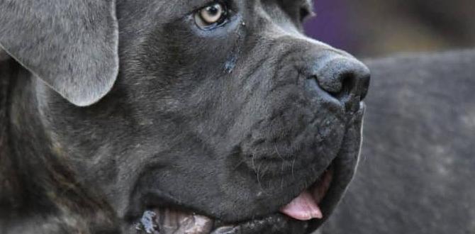 cane corso beginner tips mental stimulation alpha behavior