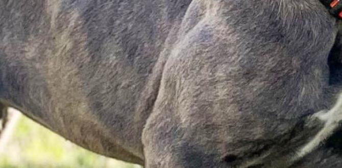 cane corso behavior akc registration accessories