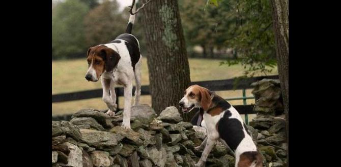 cane corso behavior breeders