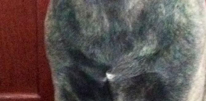 cane corso behavior italian mastiff mental stimulation