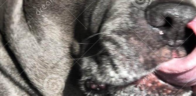 cane corso behavior italian mastiff