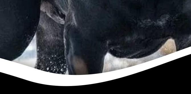 cane corso bite force crate