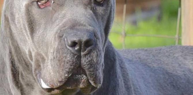 cane corso breeders
