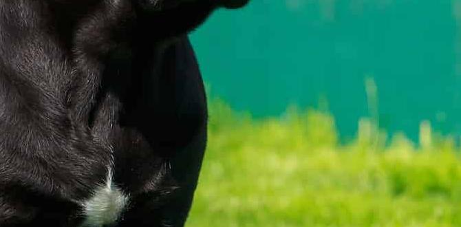 cane corso cane corso community harness urban living