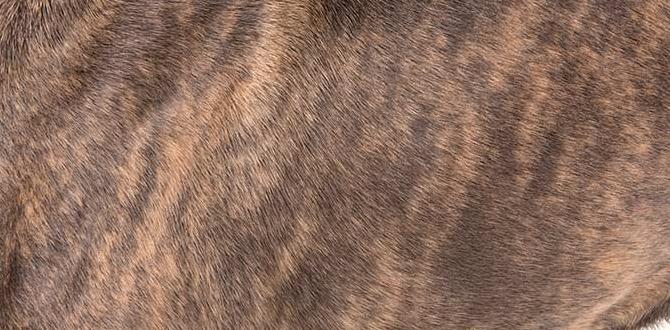 cane corso cane corso insurance akc registration cane corso cane corso insurance akc registration