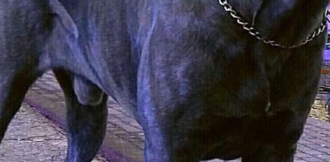 cane corso care tips cane corso aggression