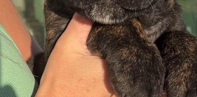 cane corso care tips dominance akc registration cane corso care tips dominance akc registration