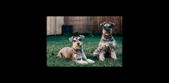 cane corso care tips protection dog videos