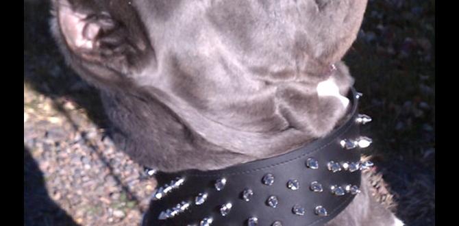 cane corso collar care tips dominance